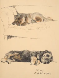 Chow and Dandie Puppy, 1930, Ilustracje z jego szkicownika do używanego „Just Among Friends”, Aldin, Cecil Charles Windsor (1870-1935), później opublikowane przez Eyre and Spottiswoode Limited, 1934, Chalk a
